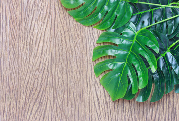 tropical monstera palm leaves tree background