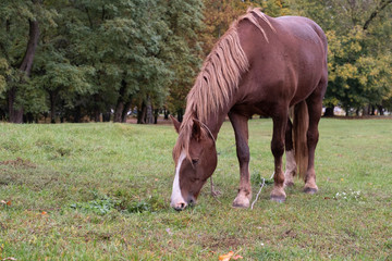 Obraz premium Brown horse grazes in the meadow