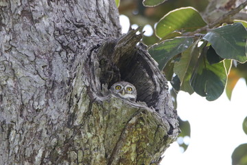 Spotted owlet (Athene brama) in tree trunk