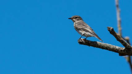 petit oiseau passereau