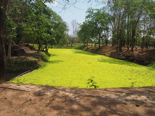 The marshes there is moss green