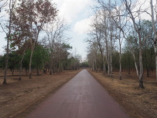 Near the road with tall trees on either side of the die