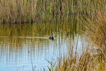 ducks on lake