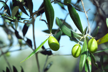 Macro Closeup Close-up on olive olives on a tree in tuscany in autumn
