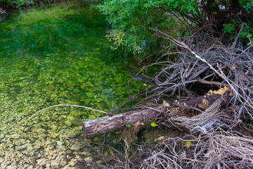 Charca de ranas en Benizar, Moratalla (España)