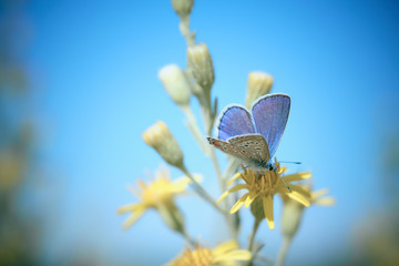 violet purple butterfly on a yellow flower and blue sky