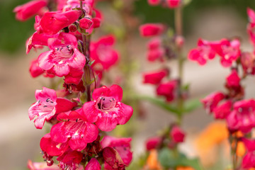 Pink red flowers in flowerbed with blurred bokeh background and copy space
