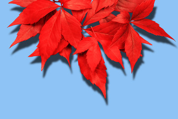 red autumn leaves with shadow isolated on blue background