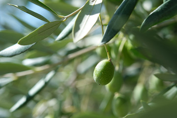 Macro Closeup Close-up on olive olives on a tree in tuscany in autumn