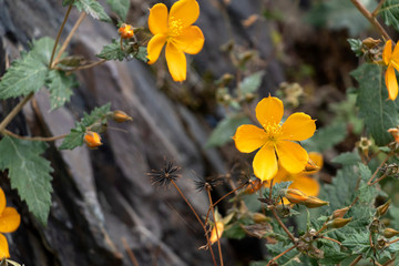 Yellow small flowers on blurred stone background with bokeh and copy space