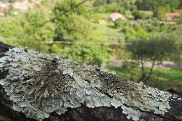 moss on tree