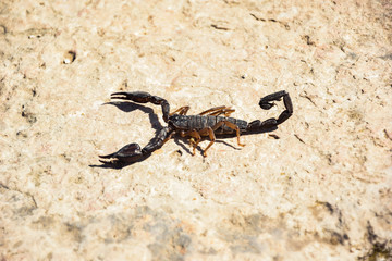 Scorpio in natural environment 2019