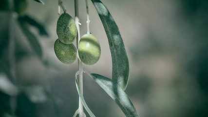 Macro Closeup Close-up on olive olives on a tree in tuscany in autumn