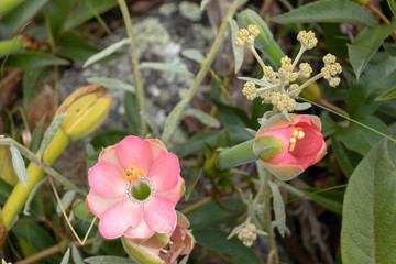 Tender pink flower background with copy space