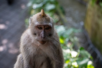 Obraz premium monkey thinking about something