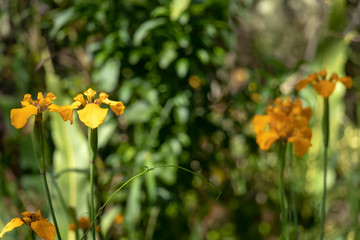 Yellow iris flower plant on the green blurred ground background