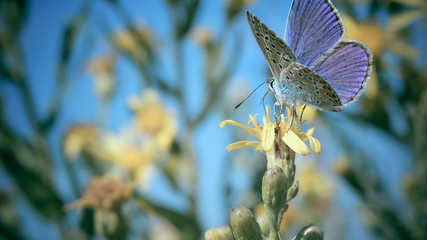violet purple butterfly on a yellow flower and blue sky