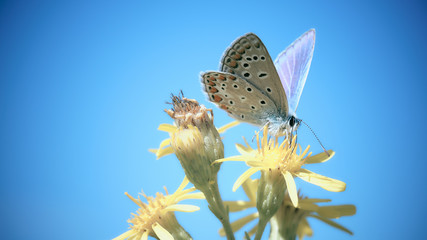 violet purple butterfly on a yellow flower and blue sky