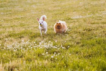 Adventure seekers team. Two funny dogs are walking the field with flowers. Play pet time