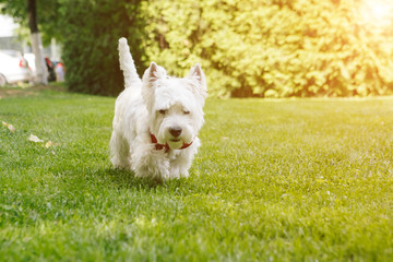Naklejka na ściany i meble Walking cute West Highland White Terrier. Sunny weather. City park