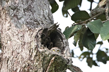 Spotted owlet (Athene brama) in tree trunk