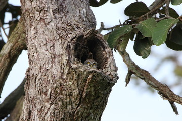 Spotted owlet (Athene brama) in tree trunk