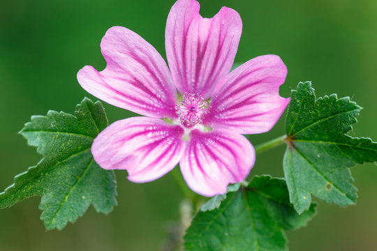 Detalle flor y hojas de la planta malva com&uacute;n, sylvestris.