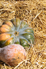 Two big pumpkins lying on golden hay close up
