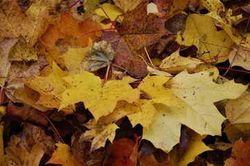 colorful background of fallen autumn colored leaves