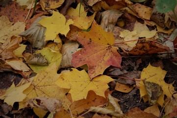 autumn leaves on the ground