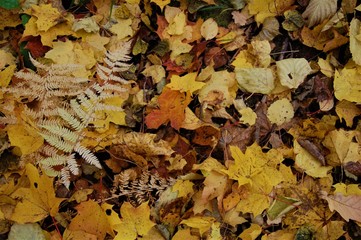 colorful fallen autumn leaves