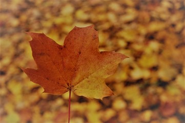 red maple leaf on autumn background