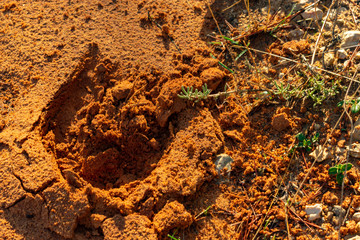 Huella de jabalí o cerdo salvaje de gran tamaño. En boques de Benizar ,Moratalla (España)