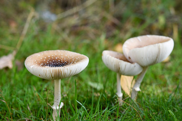 Brown agaric mushrooms