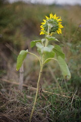A lonely yellow sunflower grows in a clearing. Blurred