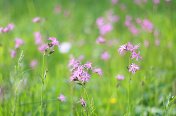 wild flower meadow growing ragged robin flowers