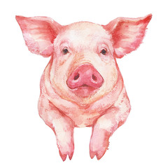 Cute pink pig Portrait watercolor illustration on white background