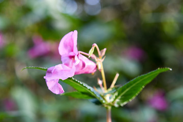 pink flower in garden