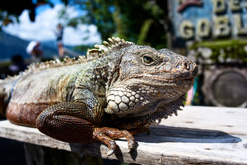 Portrait of a green iguana who basks in the sun