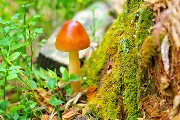 Rotbrauner Scheidenstreifling im Herbstwald - Amanita fulva, commonly called the tawny grisett  in forest