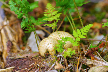 Kartoffelbovist, Scleroderma im Herbstwald - Scleroderma or eart ball in forest