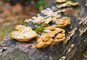 Bunte Tramete Trametes versicolor im Herbstwald -  turkey tail or Trametes versicolor in forest