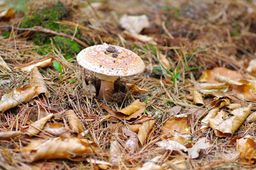 Perlpilz Amanita rubescens Pilz im Herbstwald - blusher Amanita rubescens in forest