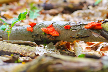 Zinnoberschwamm Pycnoporus cinnabarinus im Herbstwald - Pycnoporus cinnabarinus, also known as the cinnabar polypore in forest