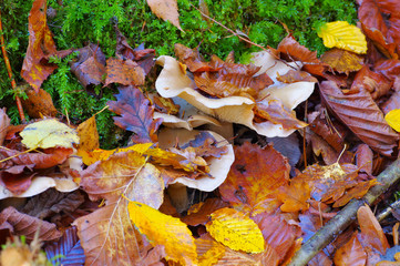 Nebelkappe Pilz im Herbstwald - clouded agaric or Clitocybe nebularis in forest