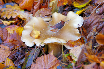 Nebelkappe Pilz im Herbstwald - clouded agaric or Clitocybe nebularis in forest