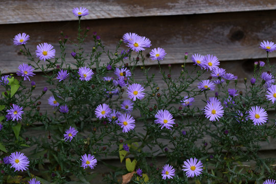 Cute purple autumn asters bloom in August and September