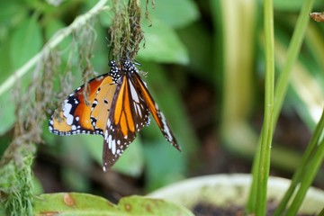 Selective focus of butterfly on blurred background in the garden, Soft focus, Space for text in template