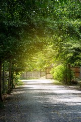 Road in the forest with sunshine, travel on natural concept, Space for text in template, Covered with trees, Vertical