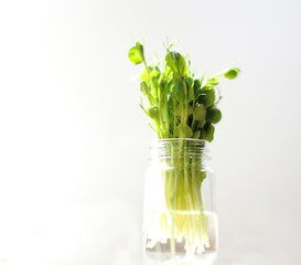 microgreens - pea shoots in a glass of water